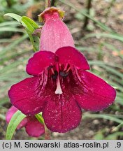 Penstemon Rich Ruby