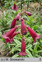 Penstemon Rich Ruby