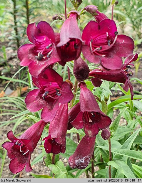 Penstemon Rich Ruby