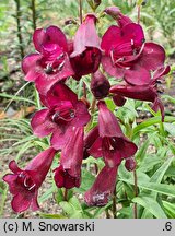 Penstemon Rich Ruby