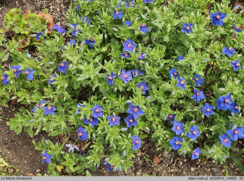 Anagallis monelli Blue