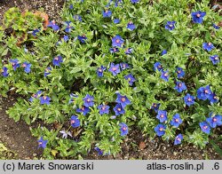 Anagallis monelli Blue