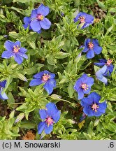 Anagallis monelli Blue