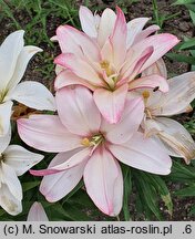 Lilium Bentley