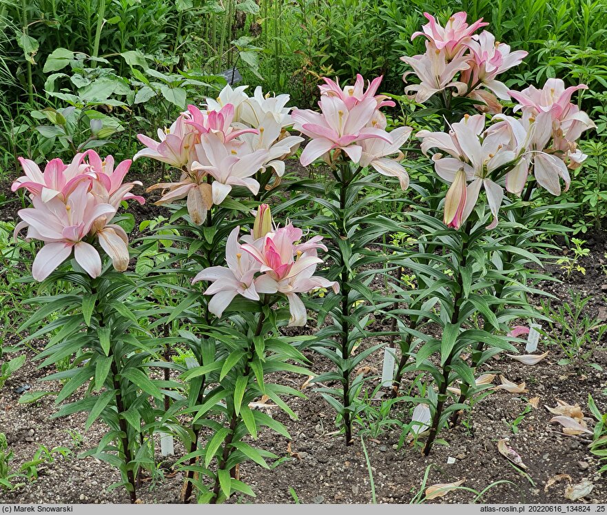 Lilium Bentley