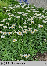 Leucanthemum ×superbum Juno