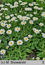 Leucanthemum ×superbum Juno