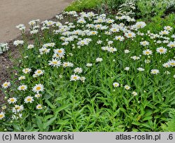 Leucanthemum ×superbum Juno