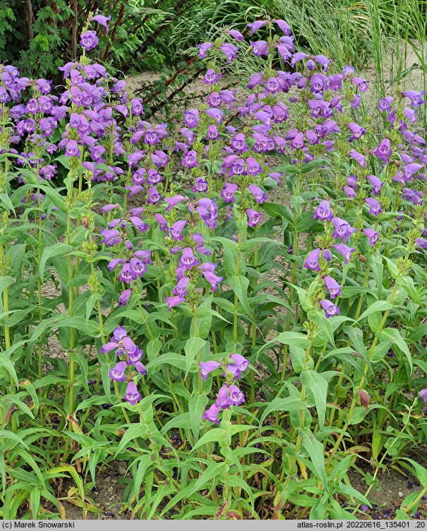 Penstemon Willy's Purple