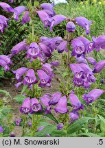 Penstemon Willy's Purple