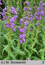 Penstemon Willy's Purple