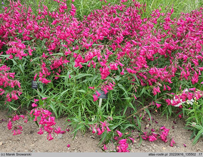Penstemon Garnet