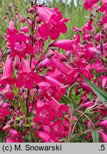 Penstemon Garnet