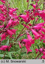 Penstemon Garnet