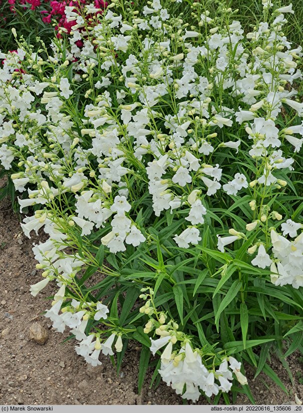 Penstemon Weiss