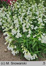 Penstemon Weiss