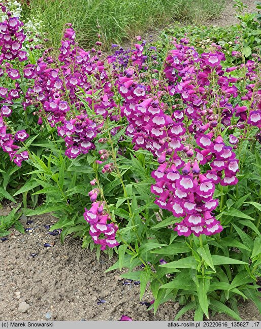 Penstemon Lord Home
