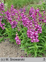 Penstemon Lord Home