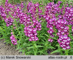 Penstemon Lord Home