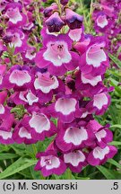 Penstemon Lord Home