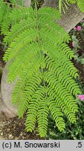 Albizia julibrissin Ernest Wilson
