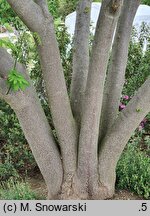 Albizia julibrissin Ernest Wilson