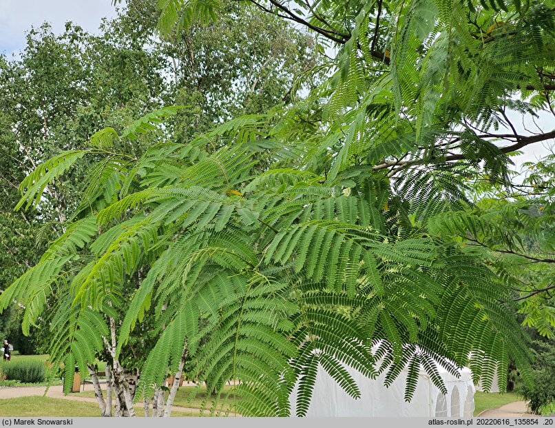 Albizia julibrissin Ernest Wilson