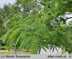 Albizia julibrissin Ernest Wilson