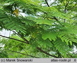 Albizia julibrissin Ernest Wilson