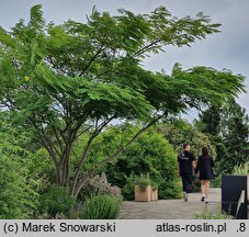 Albizia julibrissin Ernest Wilson