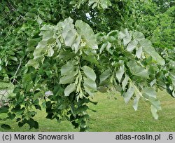 Tilia tomentosa Orbiculata