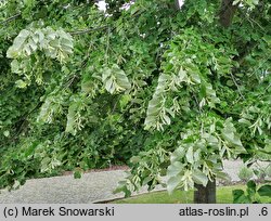 Tilia tomentosa Orbiculata