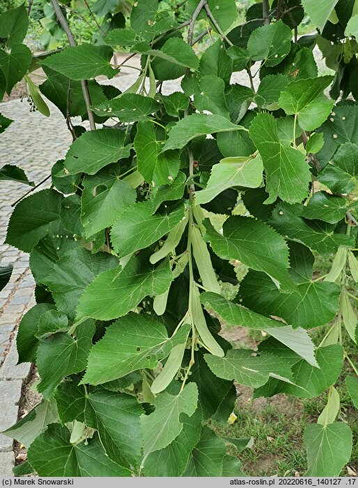 Tilia tomentosa Orbiculata
