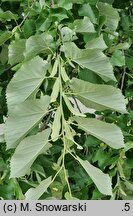 Tilia tomentosa Orbiculata