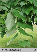 Tilia tomentosa Orbiculata