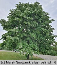 Tilia tomentosa Orbiculata
