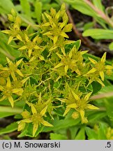 Phedimus takesimensis (rozchodnik koreański)