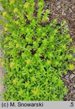 Phedimus takesimensis (rozchodnik koreański)