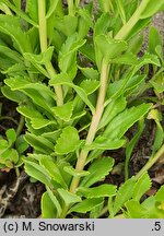 Phedimus takesimensis (rozchodnik koreański)