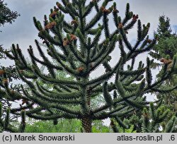 Araucaria araucana (araukaria chilijska)