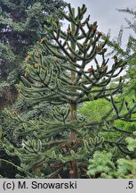Araucaria araucana (araukaria chilijska)