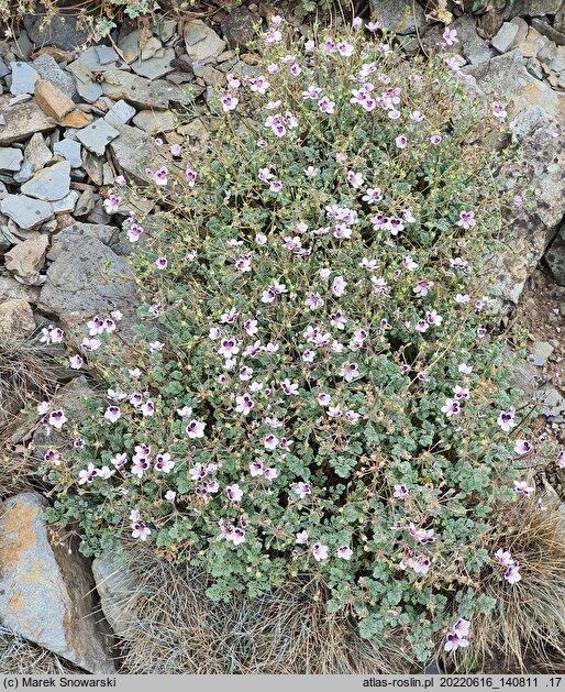 Erodium ×kolbianum