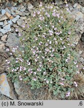 Erodium ×kolbianum