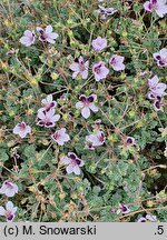 Erodium ×kolbianum