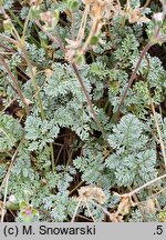 Erodium ×kolbianum