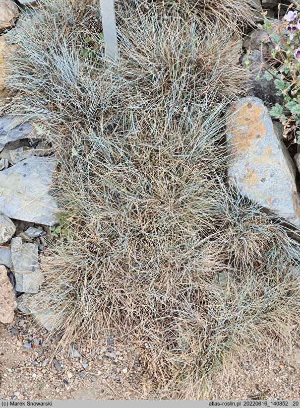 Festuca pallens Zwergkönig