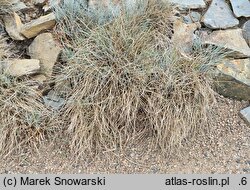 Festuca pallens Zwergkönig