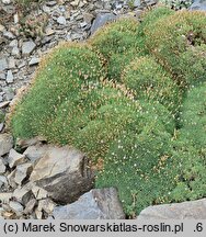 Dianthus webbianus