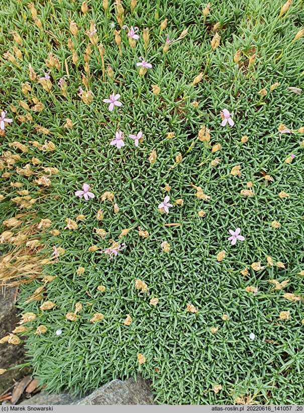 Dianthus webbianus
