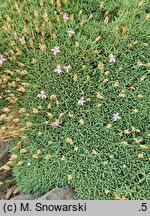 Dianthus webbianus